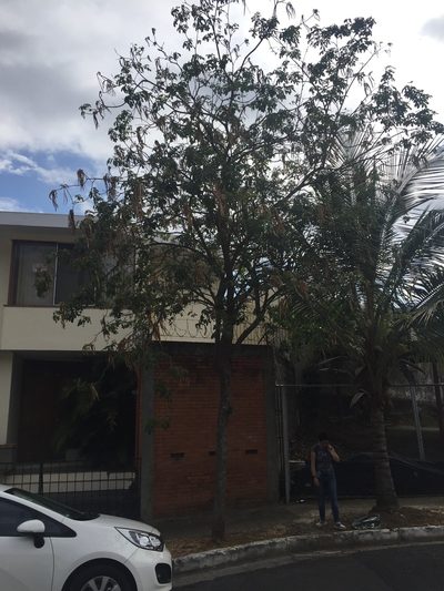 Handroanthus ochraceus, photographed by Alejandro