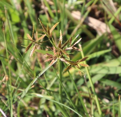 Cyperus intactus, photographed by Tony Rebelo