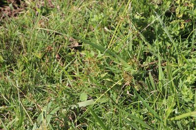 Cyperus intactus, photographed by Tony Rebelo