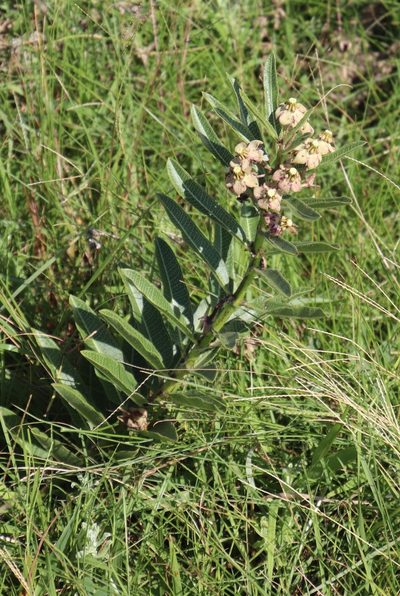 Pachycarpus asperifolius, photographed by Tony Rebelo