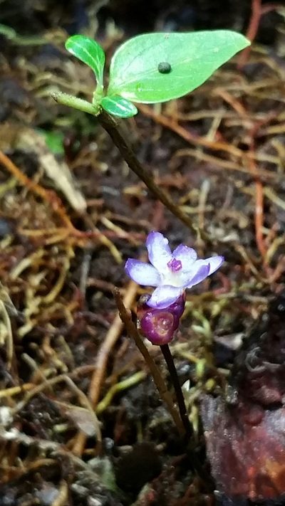 Geosiris aphylla, photographed by Stuart Cable