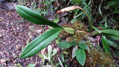 Bulbophyllum coriophorum, photographed by Stuart Cable