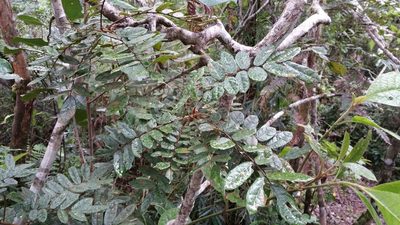 Cnestis polyphylla, photographed by Stuart Cable