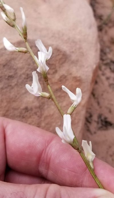 Astragalus remotus, photographed by Justin