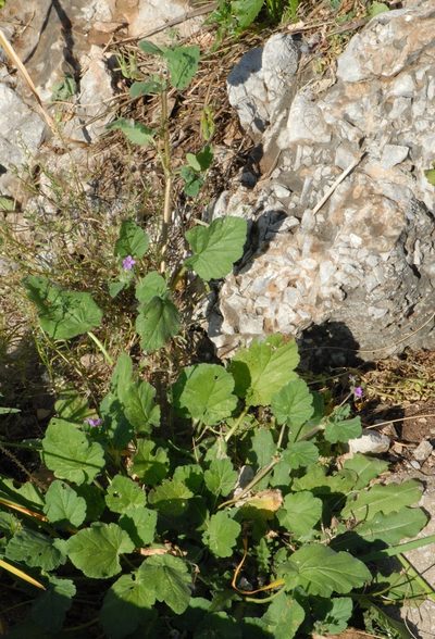 Erodium chium, photographed by Yan Wong