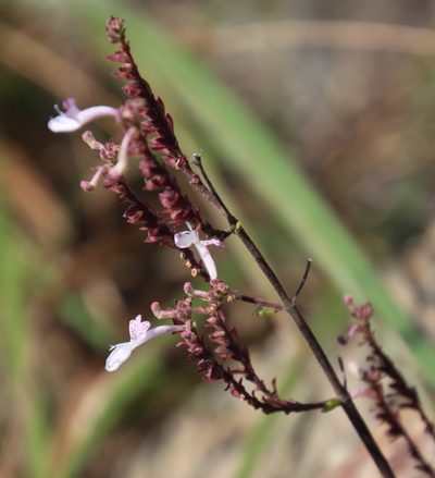 Aeollanthus rehmannii, photographed by Tony Rebelo