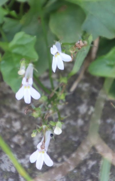 Lobelia pteropoda, photographed by Tony Rebelo