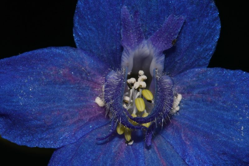 Delphinium alabamicum, photographed by Brian Finzel
