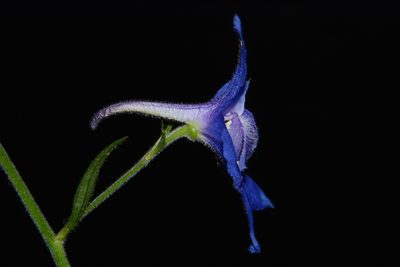 Delphinium alabamicum, photographed by Brian Finzel