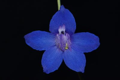 Delphinium alabamicum, photographed by Brian Finzel