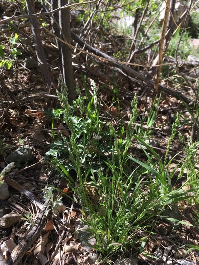 Poa bigelovii, photographed by Cecelia Alexander