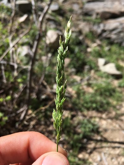 Poa bigelovii, photographed by Cecelia Alexander