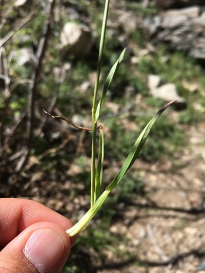 Poa bigelovii, photographed by Cecelia Alexander