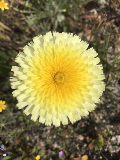 Malacothrix californica, photographed by Kyle Nessen