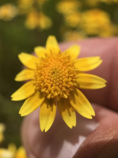 Lasthenia minor, photographed by Kyle Nessen