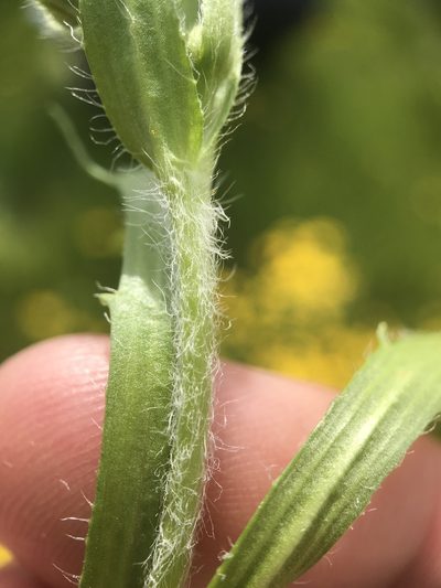 Lasthenia minor, photographed by Kyle Nessen