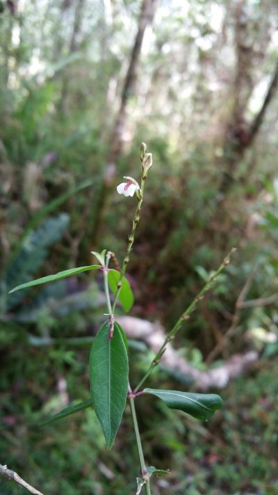 Hypoestes brachiata, photographed by Stuart Cable