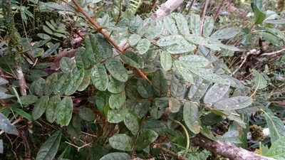 Cnestis polyphylla, photographed by Stuart Cable