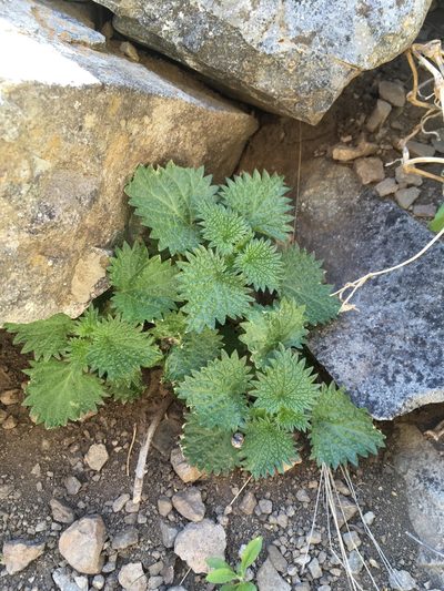 Urtica gracilenta, photographed by Cecelia Alexander
