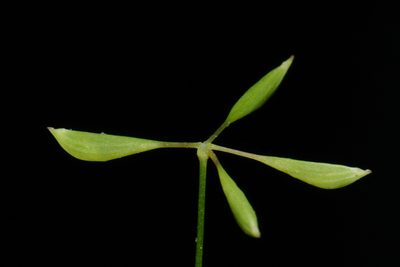 Thalictrum mirabile, photographed by Brian Finzel