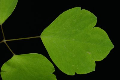 Thalictrum mirabile, photographed by Brian Finzel