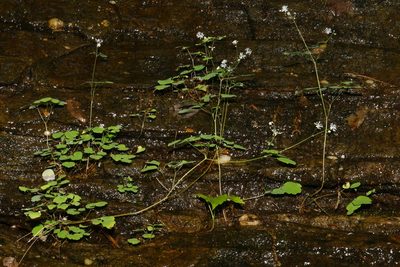 Thalictrum mirabile, photographed by Brian Finzel