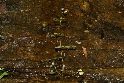 Thalictrum mirabile, photographed by Brian Finzel
