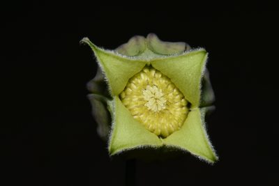 Clematis versicolor, photographed by Brian Finzel