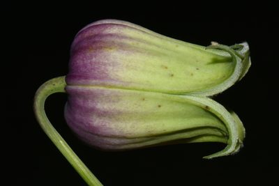 Clematis versicolor, photographed by Brian Finzel