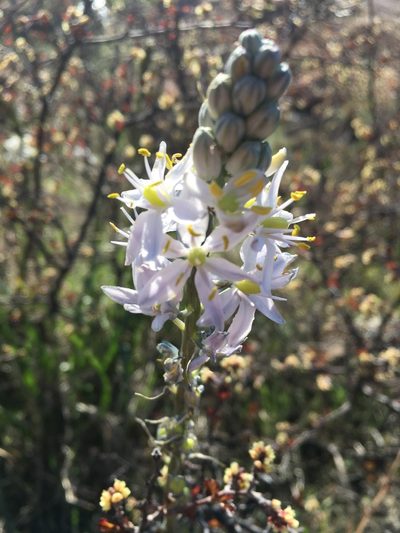 Camassia angusta, photographed by pynklynx