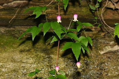 Clematis viorna, photographed by Brian Finzel