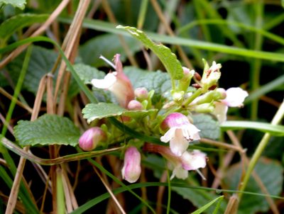Stenogyne calaminthoides, photographed by Kyle Van Houtan