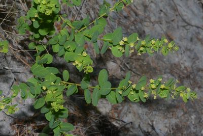 Phyllanthopsis phyllanthoides, photographed by Brian Finzel
