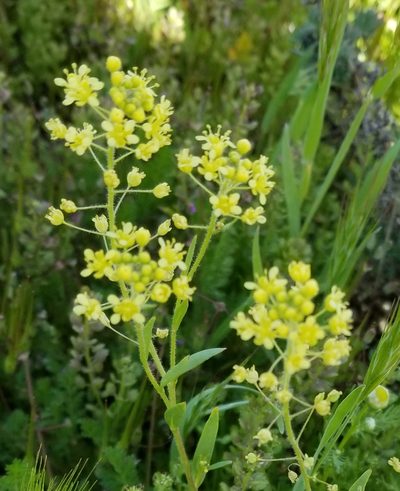 Lepidium jaredii, photographed by Dan Horowitz