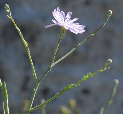 Lactuca tenerrima, photographed by Yan Wong