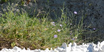 Lactuca tenerrima, photographed by Yan Wong