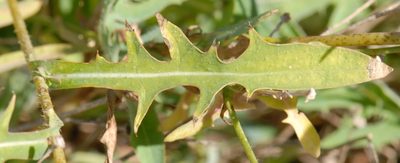 Lactuca tenerrima, photographed by Yan Wong