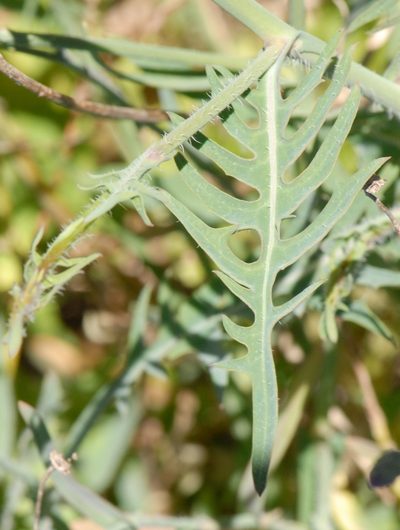 Lactuca tenerrima, photographed by Yan Wong