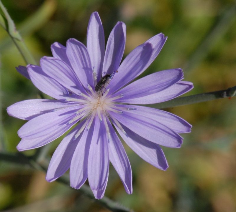 Lactuca tenerrima, photographed by Yan Wong