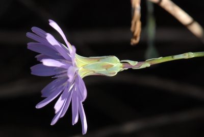 Lactuca tenerrima, photographed by Yan Wong