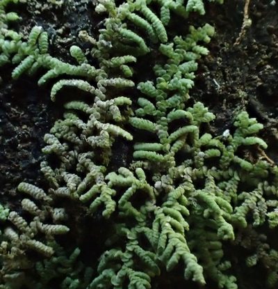 Lepidolaena clavigera, photographed by John Steel