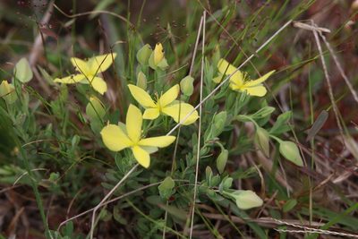 Hypericum suffruticosum, photographed by Lauren McLaurin
