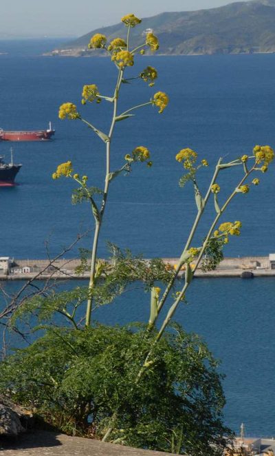 Ferula tingitana, photographed by Yan Wong