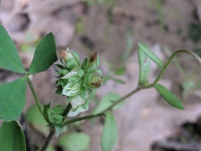 Trifolium bejariense, photographed by Eric Knight