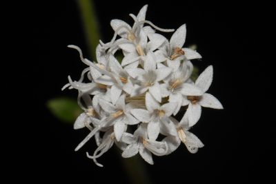 Ageratina aromatica, photographed by Brian Finzel