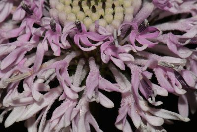 Marshallia obovata, photographed by Brian Finzel