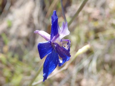 Delphinium scaposum, photographed by John Brew