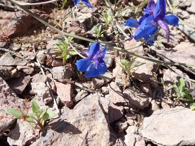 Delphinium scaposum, photographed by John Brew