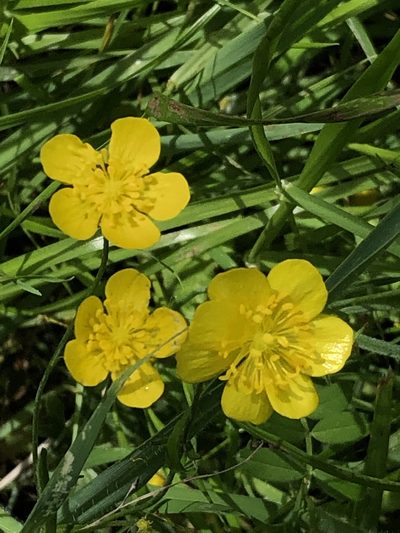 Ranunculus canus, photographed by Chris Sulots
