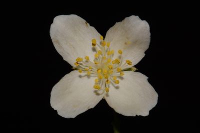 Philadelphus pubescens, photographed by Brian Finzel